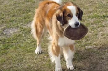 Dog's Purpose Trailer